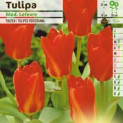 Tulip Fosteriana 'Madame Lefevre' (Red Emperor)